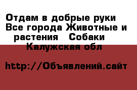 Отдам в добрые руки  - Все города Животные и растения » Собаки   . Калужская обл.